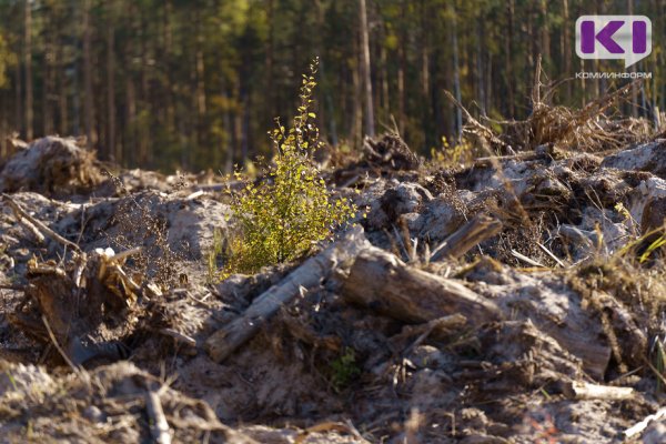 В Сосногорском лесу нарубили дров на миллион