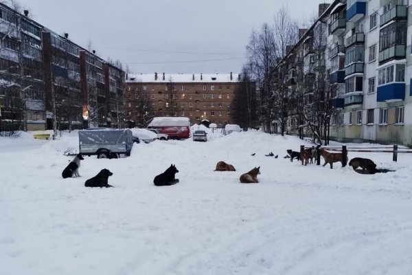 Жители Сосногорска обеспокоены стаями бродячих собак