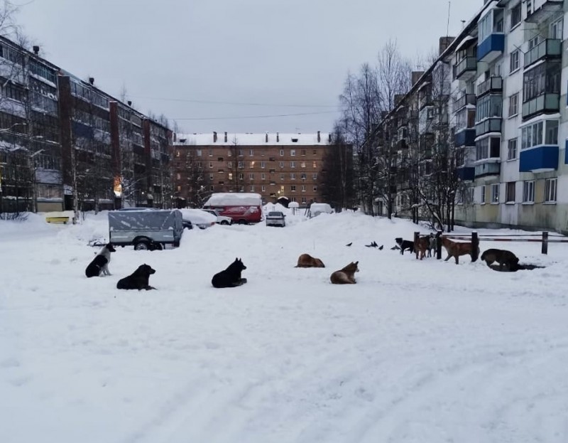 Жители Сосногорска обеспокоены стаями бродячих собак