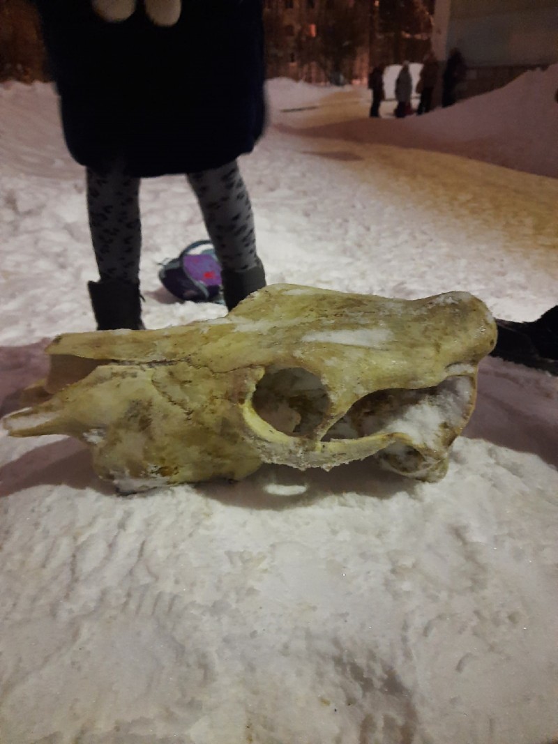 "Кто потерял череп?" - сыктывкарская школьница обнаружила необычную находку
