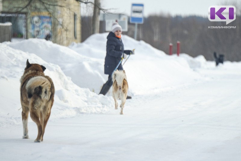 В Сыктывкаре стая собак пугает людей возле совхоза "Пригородный" 