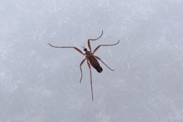 Ухтинка встретила прогуливающегося по снегу зимнего комара