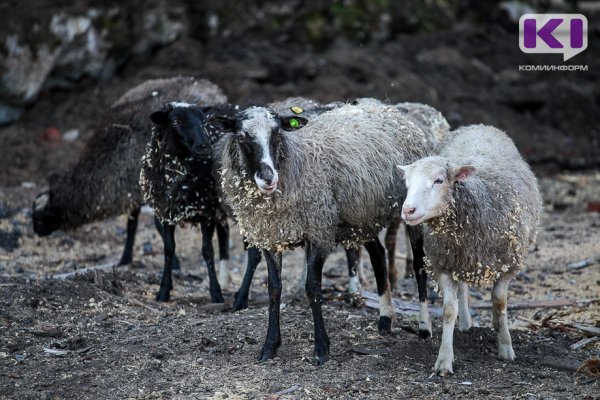В Коми ввезли 140 тонн подкарантинной овечьей шерсти из Узбекистана