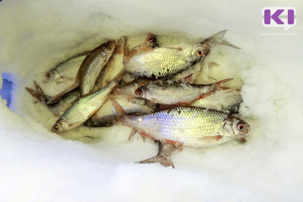 Минсельхоз Коми начал кампанию по заключению договоров на промышленный лов рыбы