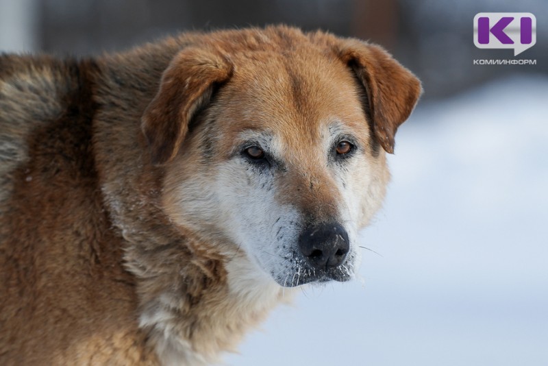 Жительница Сосногорска взыскала с администрации района 30 тысяч рублей за укус собаки