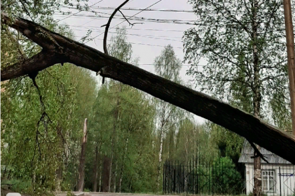 Ухтинец отсудил у мэрии 140 тысяч рублей за упавшее на автомобиль дерево