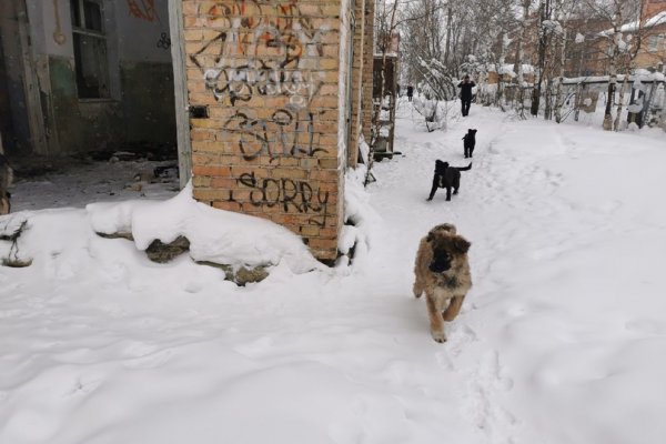 Руководство УЖКХ Ухты выехало в рейд по собакам, а подрядчик проигнорировал