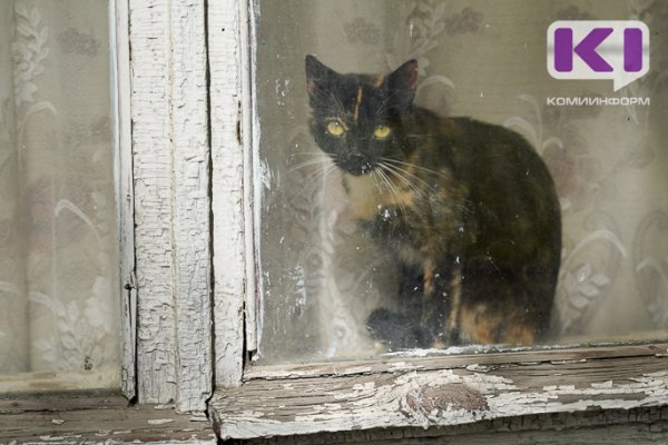 В Сосногорске прищемленный хвост кошки обернулся убийством