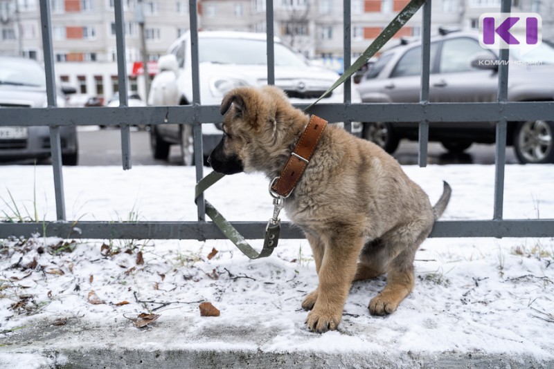 В Госдуму внесли законопроект о штрафах за жестокое обращение с животными

