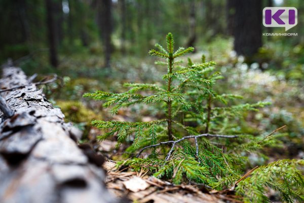 В Республике Коми начнется масштабная инвентаризация лесов  

