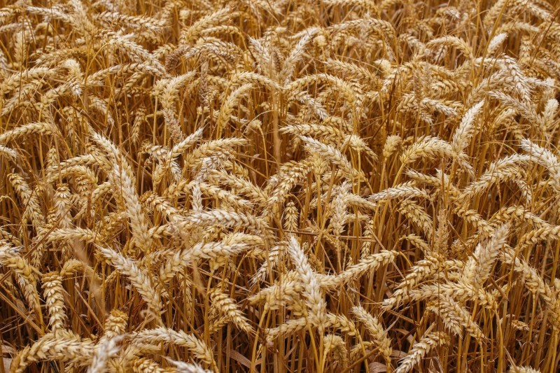 В Коми привезли недостоверно задекларированную партию пшеницы

