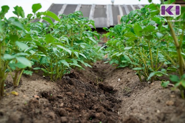 Жители Коми могут получить землю во временное пользование для выращивания овощей