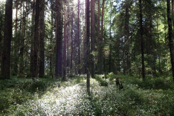 В Коми лесоустройство охватит территорию 500 тыс. гектаров