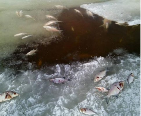 Факты сброса сточных вод в озеро Выльты в Сыктывкаре не установлены, рыба погибла по другим причинам 