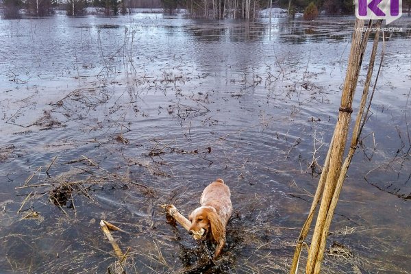 На реках юга Коми начались спады воды 