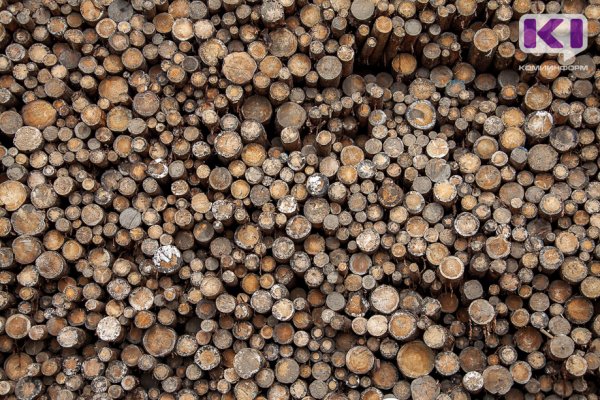 В партии лесоматериалов из Коми, предназначенной для отправки в Ирак, обнаружен большой черный еловый усач