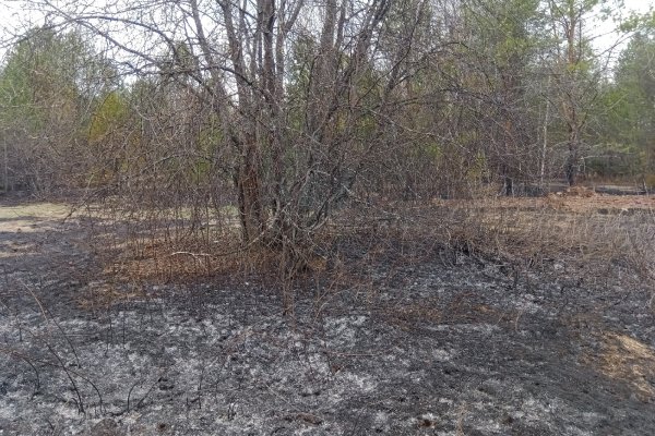 Сотрудники Коми лесопожарного центра потушили первые лесные пожары в Койгородском районе

