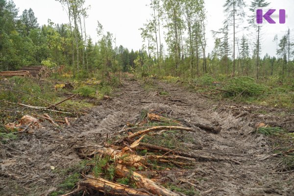 Житель Прилузья незаконно нарубил леса на 2,5 млн рублей