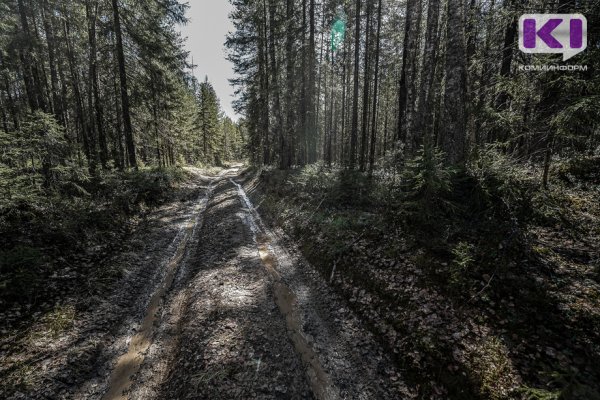 Жители Коми выявили нарушения при строительстве лесовозной дороги в заказнике 