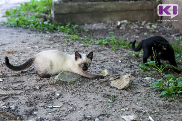 В Печоре возбуждено уголовное дело по факту убийства двух кошек