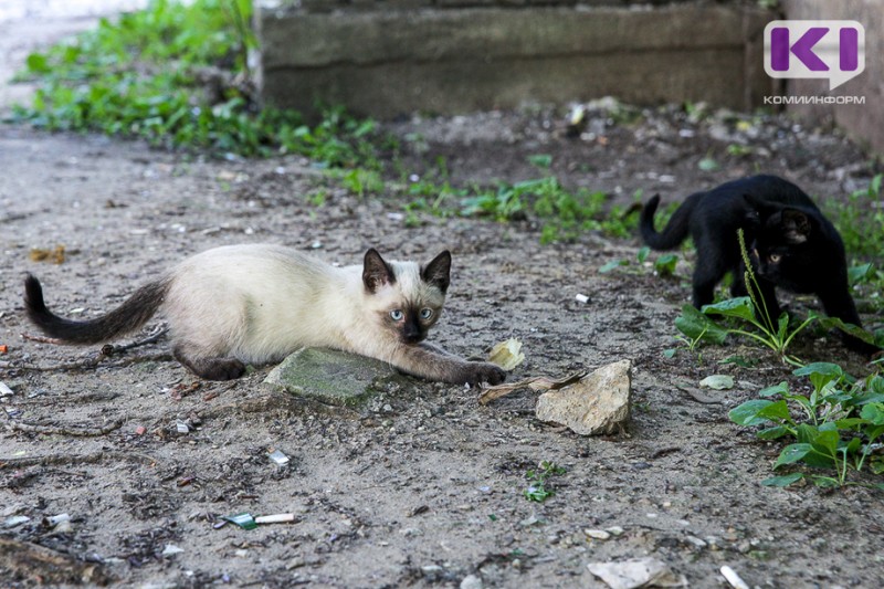 В Печоре возбуждено уголовное дело по факту убийства двух кошек