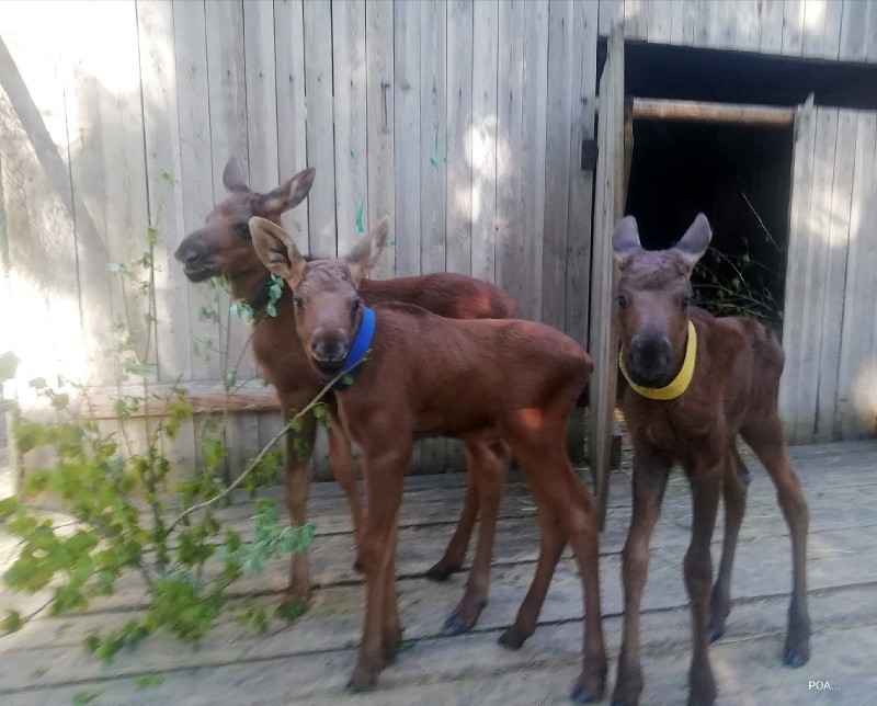 Четырех бычков и одну самочку подарили лосихи ферме в Якше