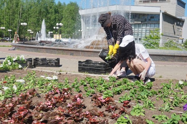 В столице Коми будет высажено 180 тысяч цветов