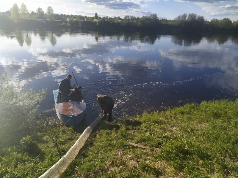 АО "Транснефть - Север" выпустило молодь атлантического лосося в р. Онегу в Архангельской области