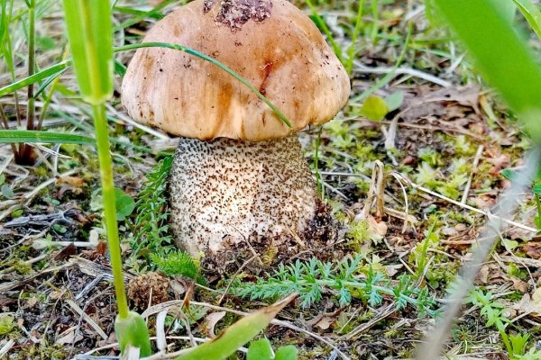 В Коми начинается грибной сезон, жители делятся первыми фотографиями 