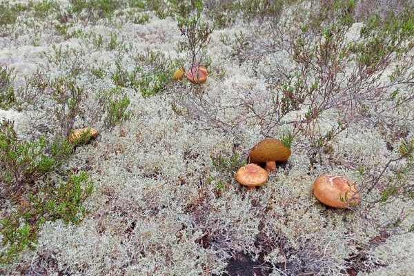 В Нювчиме, Алешино, Коччойяге наступает грибной сезон 