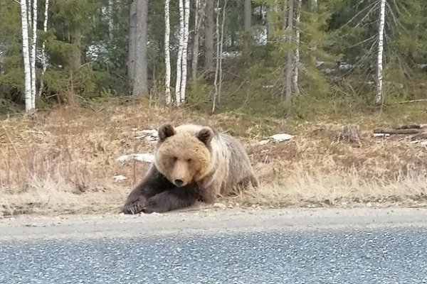 Медведь на ухтинской трассе мог спровоцировать ДТП