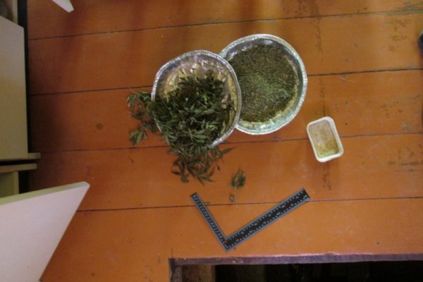 В Сыктывкаре супружеская пара подозревается в выращивании и хранении крупной партии марихуаны