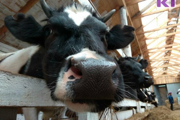 В Коми за год снизилась численность крупного рогатого скота