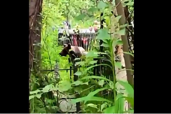 Охотники отпугнут медведя, который пришел на Човское кладбище 
