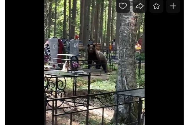 В Сыктывкаре медведь пришел на Краснозатонское кладбище