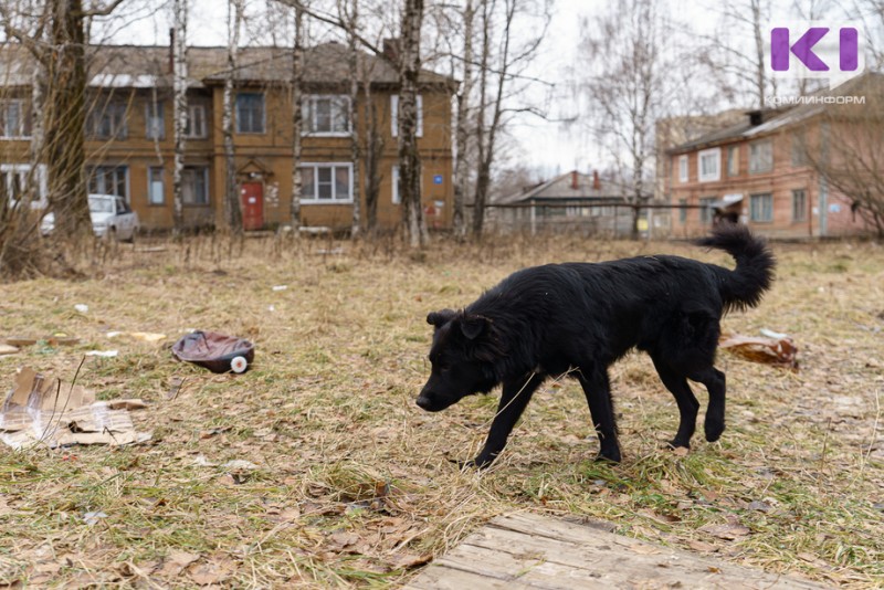 Власти Сыктывдинского района компенсируют детям вред от укуса собаки 