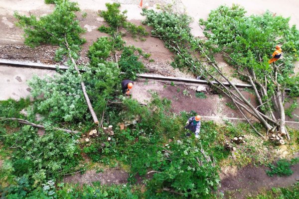 Свиристели не прилетят: жители улицы Куратова в Сыктывкаре возмущены рубкой деревьев