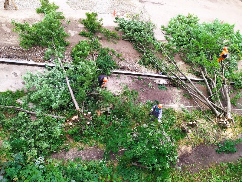 Свиристели не прилетят: жители улицы Куратова в Сыктывкаре возмущены рубкой деревьев