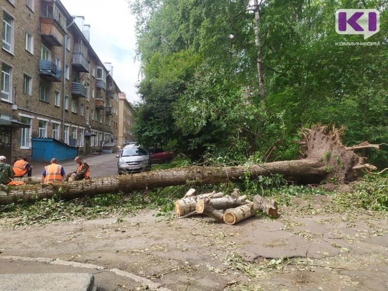 В Сыктывкаре начали массово падать аварийные деревья