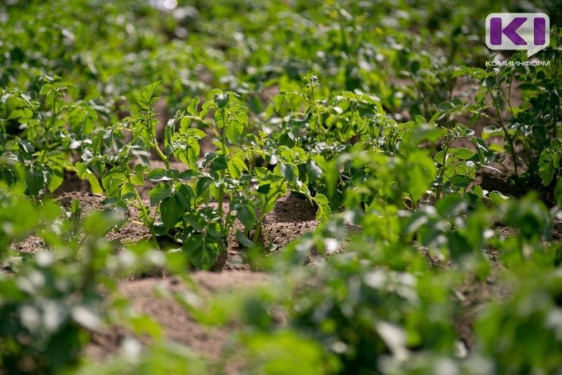 В Коми урожайность картофеля и капусты ожидается ниже среднего