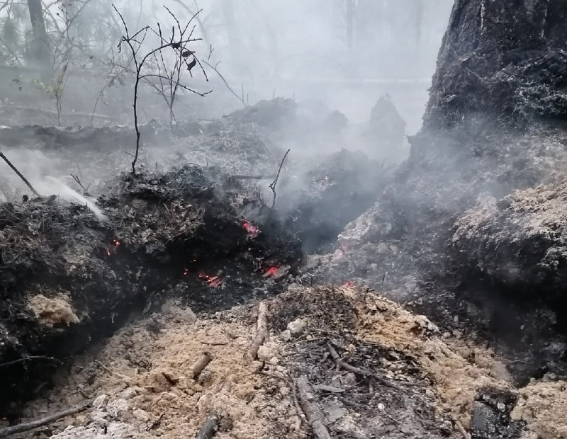 Добровольцы тушат лесной пожар в Сыктывдине