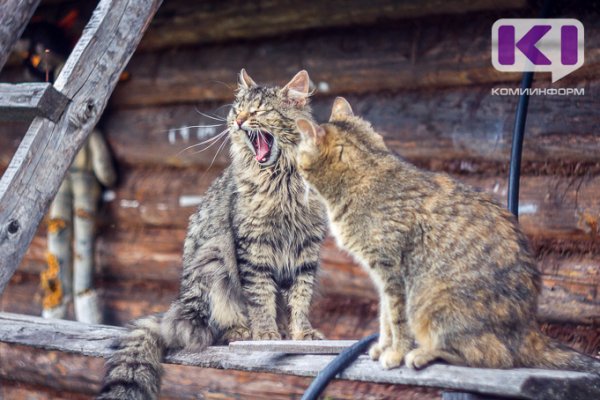 Сыктывкарский зооцентр должен 46 тысяч рублей за медицинскую помощь кошкам 