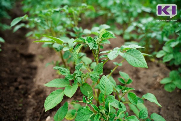 Россельхозцентр предупредил о массовом распространении фитофтороза картофеля