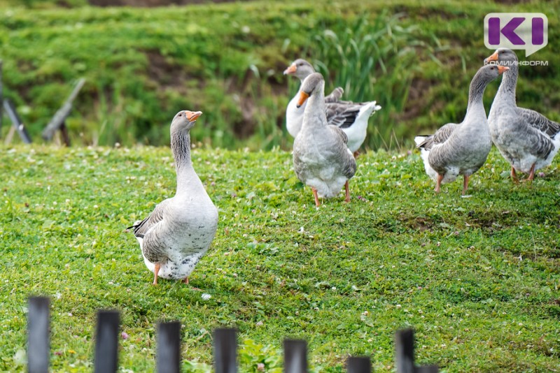 Владельцам домашней птицы в Коми напомнили о профилактике птичьего гриппа