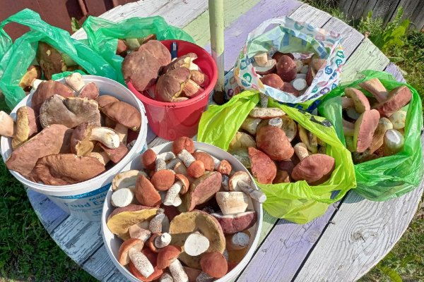 Любители тихой охоты из Койгородского района за два часа собрали несколько ведер грибов