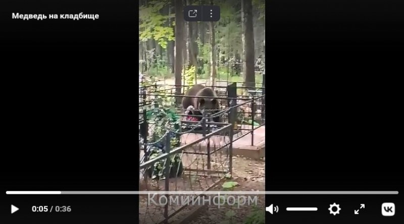 В Сыктывкаре отстрелен один из кладбищенских медведей 