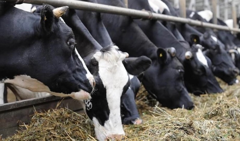 Молочный цех в агрокомплексе "Инта Приполярная" продолжит работу