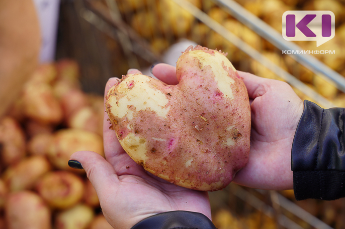 В Коми убрали 1784 тонны картофеля