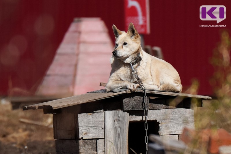 Ухтинский приют для собак "Добрый город" не может получить субсидию из-за бардака в документах