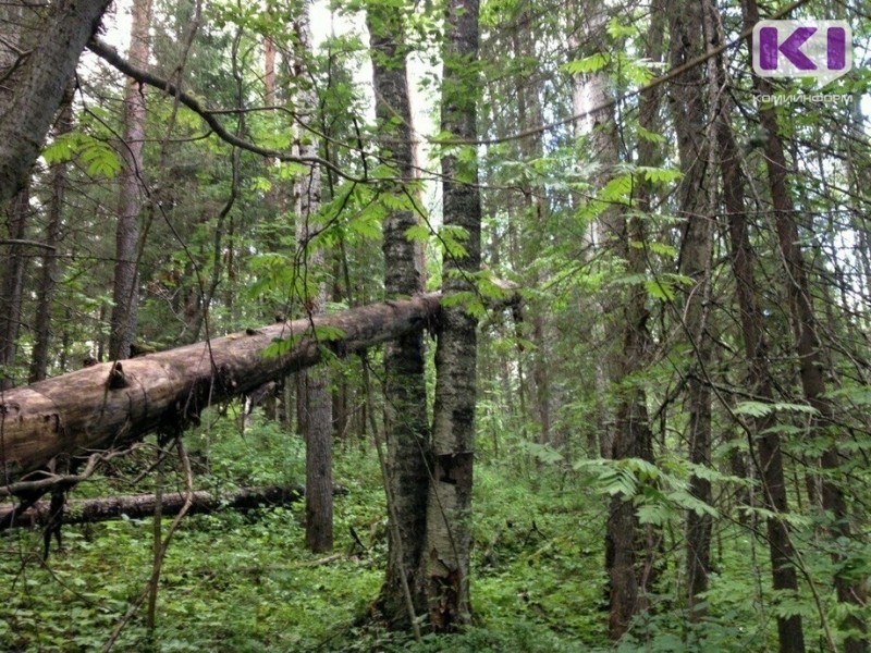 В Коми на солистку театра Ольгу Сосновскую во время прогулки по лесу упало дерево